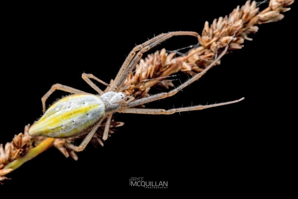 Argiope protensa, photographed in New Zealand by Bryce McQuillan