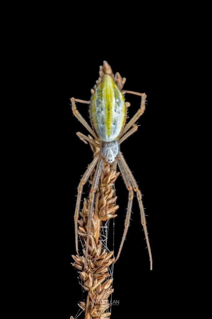 Argiope protensa, photographed in New Zealand by Bryce McQuillan