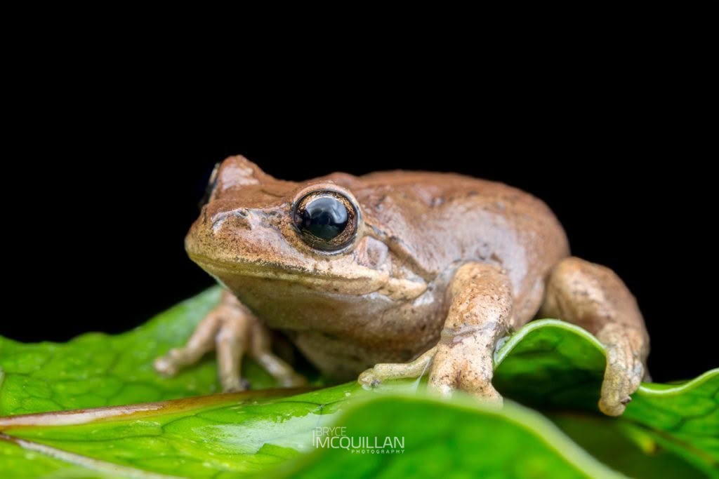 Whistling Tree Frog (Litoria ewingii), photographed in New Zealand by Bryce McQuillan