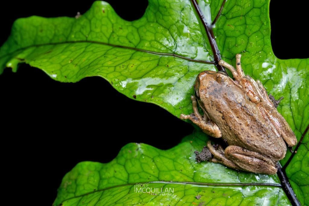 Whistling Tree Frog (Litoria ewingii), photographed in New Zealand by Bryce McQuillan