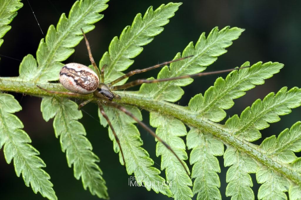 Nanometa lagenifera, Tetragnathidae, photographed in New Zealand by Bryce McQuillan