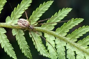 Nanometa lagenifera, Tetragnathidae, photographed in New Zealand by Bryce McQuillan
