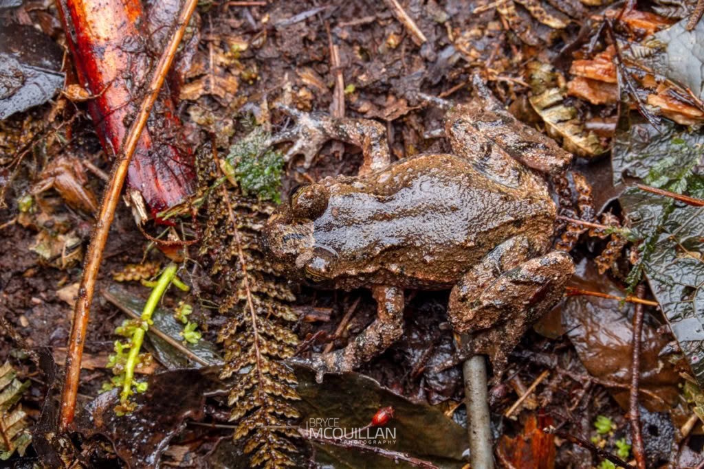 Hochstetter's Frog (Leiopelma hochstetteri), photographed in New Zealand by Bryce McQuillan
