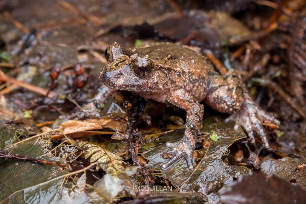Hochstetter's Frog (Leiopelma hochstetteri), photographed in New Zealand by Bryce McQuillan