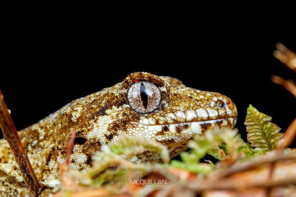 Forest Gecko (Mokopirirakau granulatus), photographed in New Zealand by Bryce McQuillan