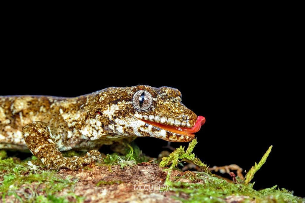 Forest Gecko (Mokopirirakau granulatus), photographed in New Zealand by Bryce McQuillan