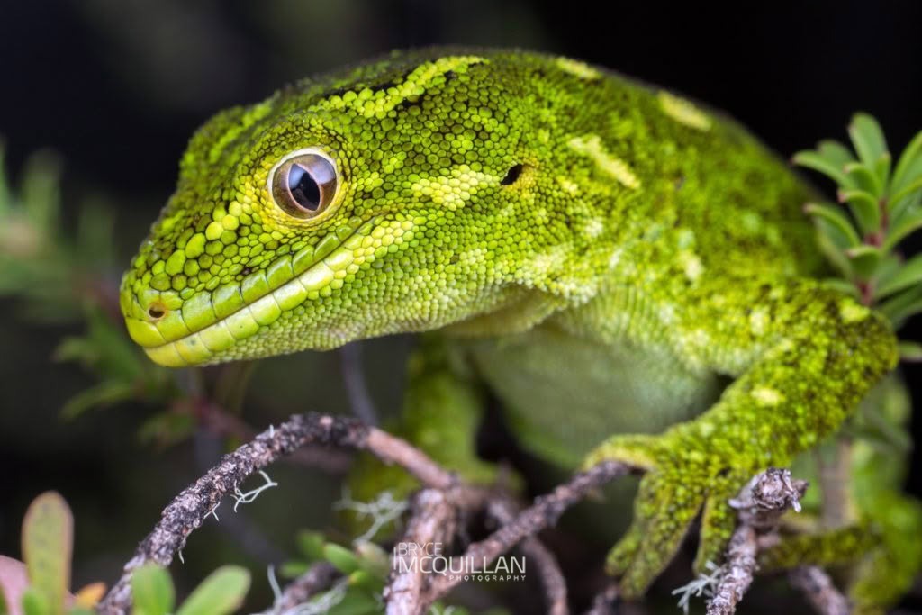 West Coast Green Gecko (Naultinus tuberculatus), photographed in New Zealand by Bryce McQuillan