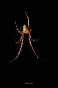 Tawhai arborea, Tetragnathidae, photographed in New Zealand by Bryce McQuillan