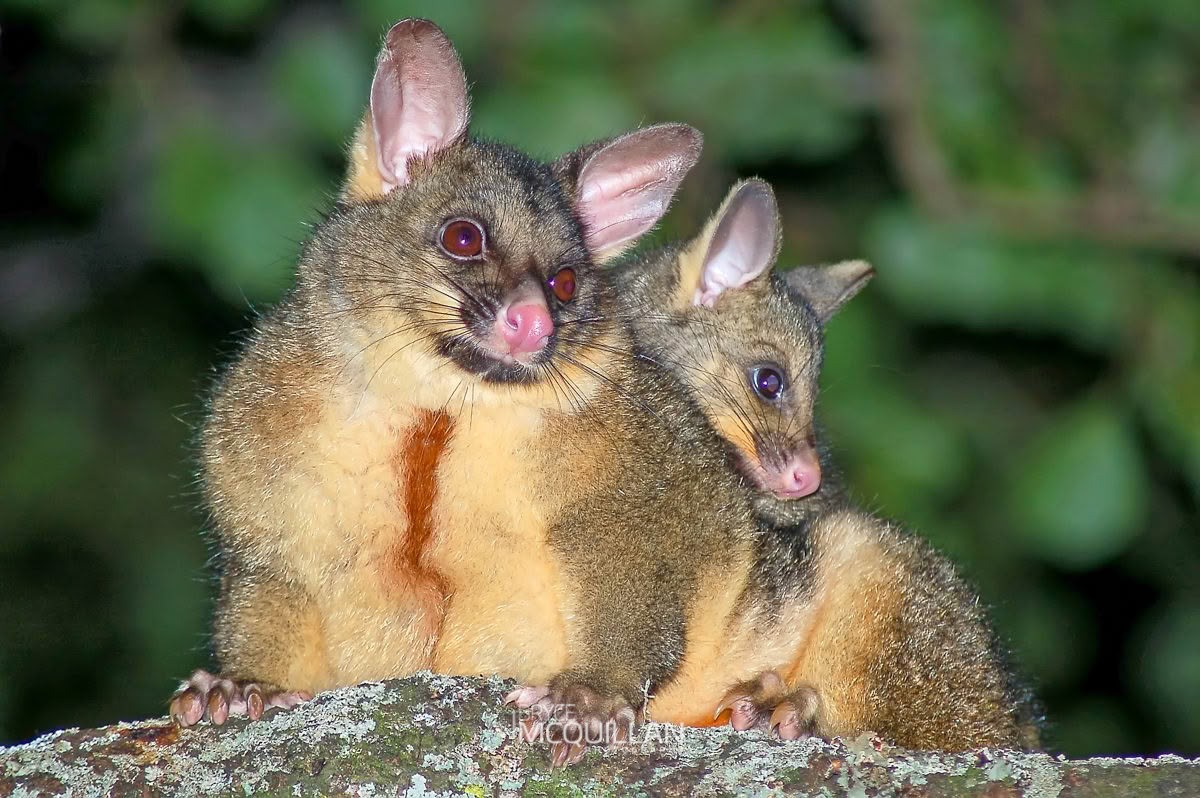posmum (Common brushtail possum), photographed in New Zealand by Bryce McQuillan