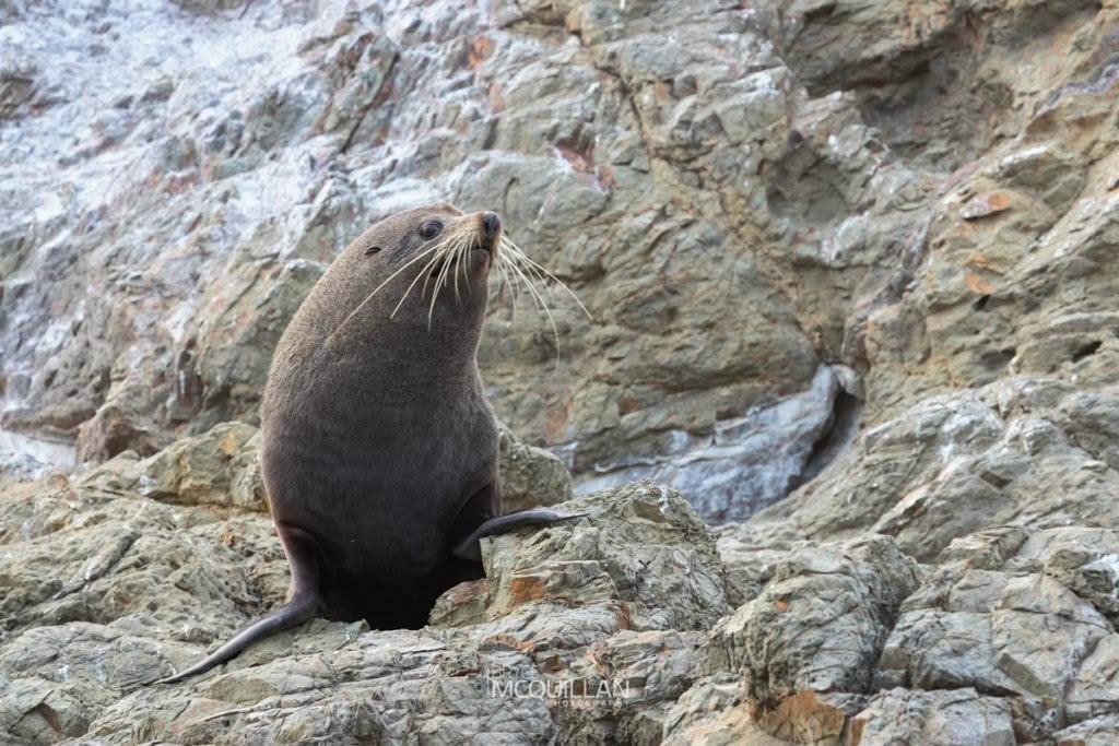 Mammals of, photographed in New Zealand by Bryce McQuillan