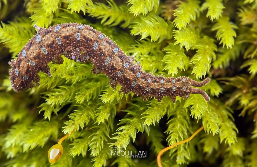 Ooperipatellus viridimaculatus, Peripatopsidae, photographed in New Zealand by Bryce McQuillan