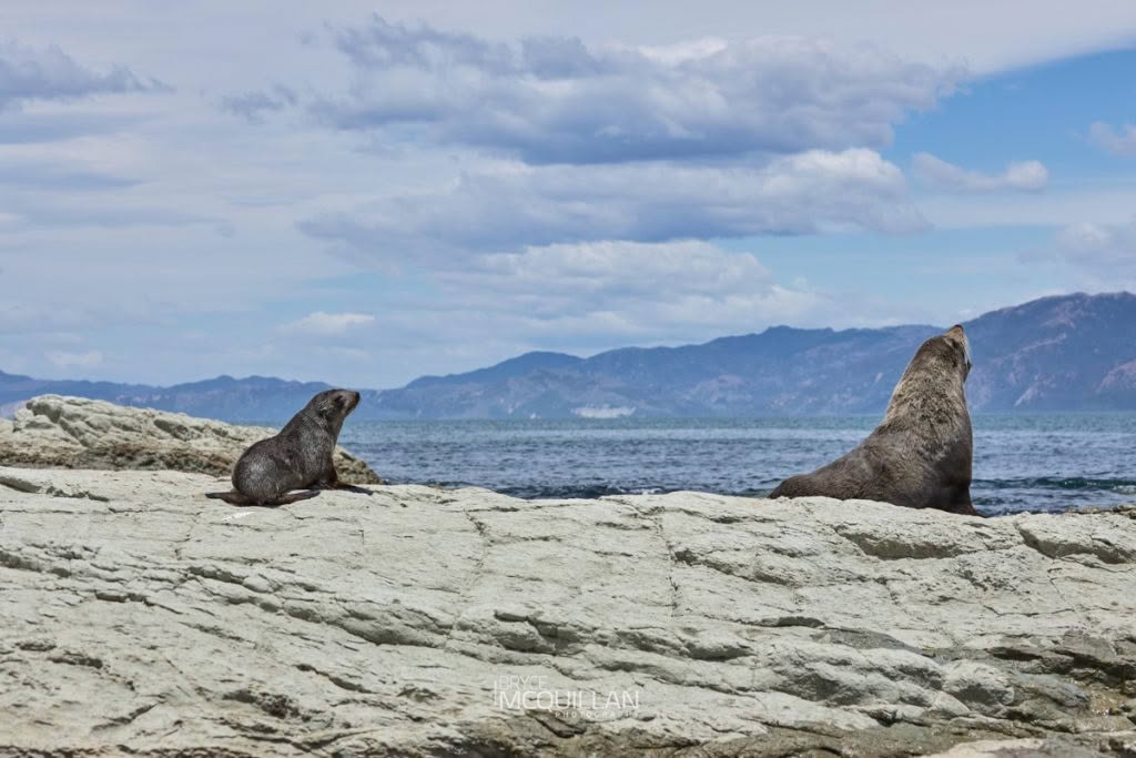 Mammals of, photographed in New Zealand by Bryce McQuillan