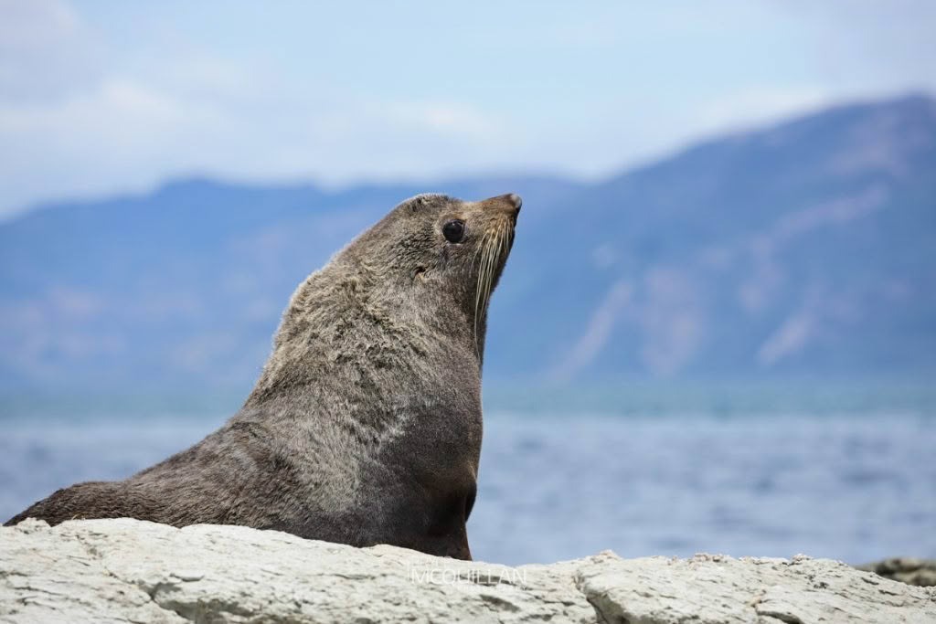 Mammals of, photographed in New Zealand by Bryce McQuillan