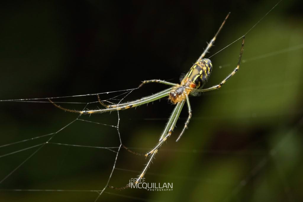 Silver Orb Spider (Leucauge dromedaria), Tetragnathidae, photographed in New Zealand by Bryce McQuillan
