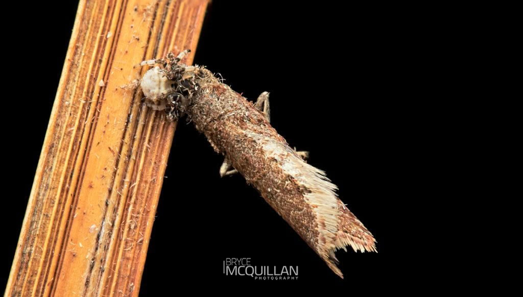 Common Bird-dropping Spider (Celaenia excavata), Araenidae, photographed in New Zealand by Bryce McQuillan