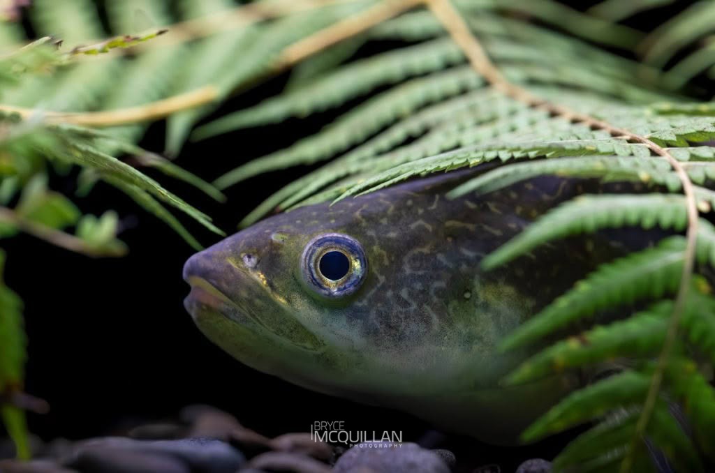 Fish of, photographed in New Zealand by Bryce McQuillan