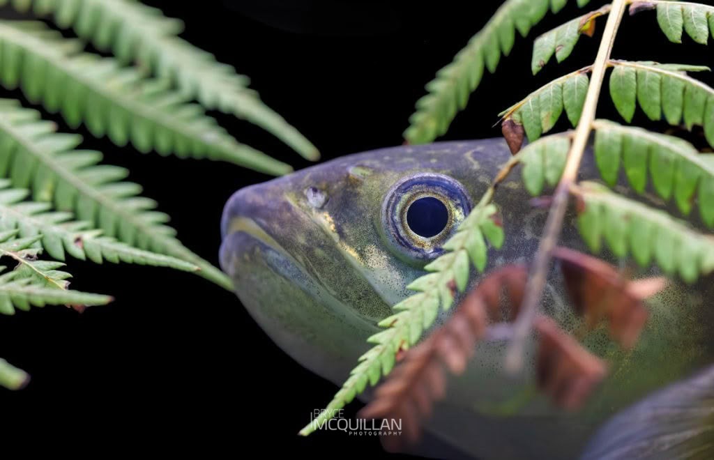 Fish of, photographed in New Zealand by Bryce McQuillan
