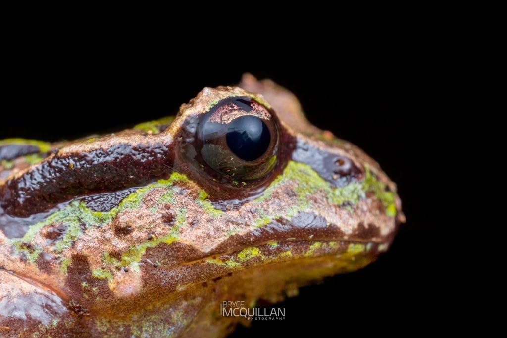 Archery frog (Archery frogs), photographed in New Zealand by Bryce McQuillan