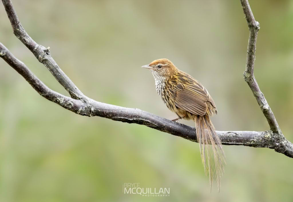 New Zealand Fernbird | mātātā, photographed in New Zealand by Bryce McQuillan