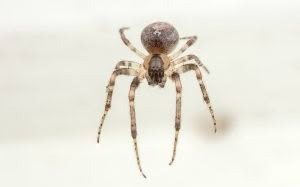 Zygiella x-notata, Araenidae, photographed in New Zealand by Bryce McQuillan