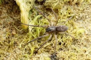 Amaurobioides sp, Anyphaenidae, photographed in New Zealand by Bryce McQuillan