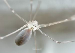 Cellar spiders, Pholcidae, photographed in New Zealand by Bryce McQuillan