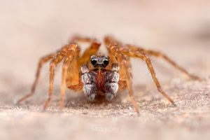 Artoria hospita, Lycosidae, photographed in New Zealand by Bryce McQuillan