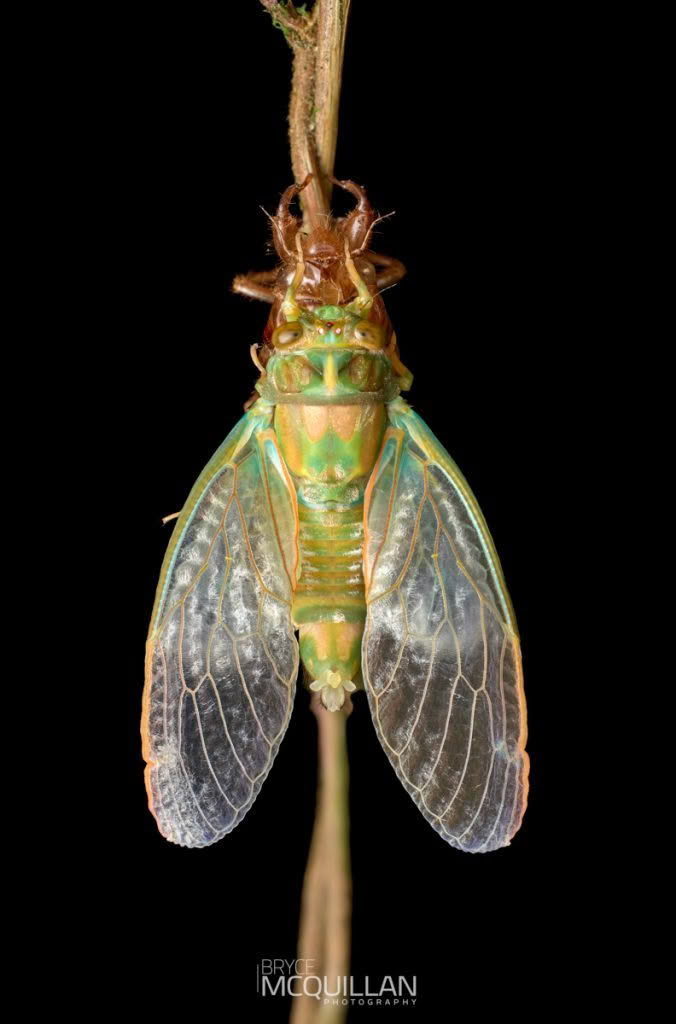 New Zealand Cicadas, photographed in New Zealand by Bryce McQuillan