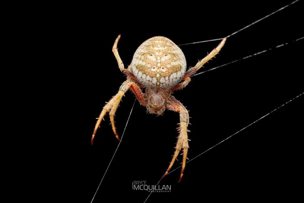 Zealaranea trinotata, Araenidae, photographed in New Zealand by Bryce McQuillan