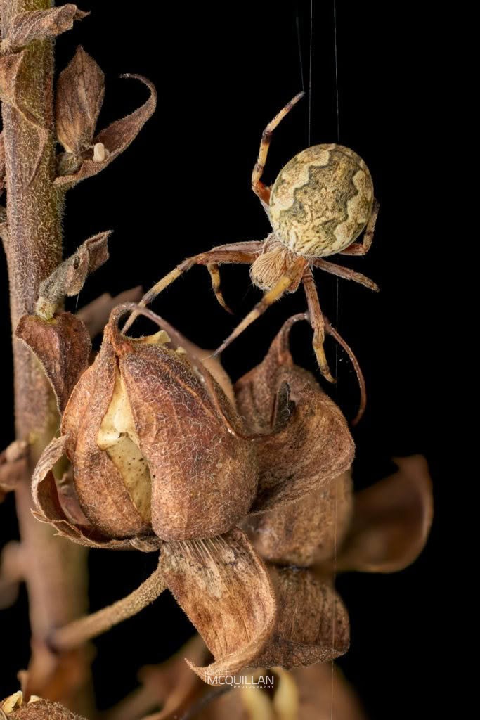 Salsa fuliginata, photographed in New Zealand by Bryce McQuillan