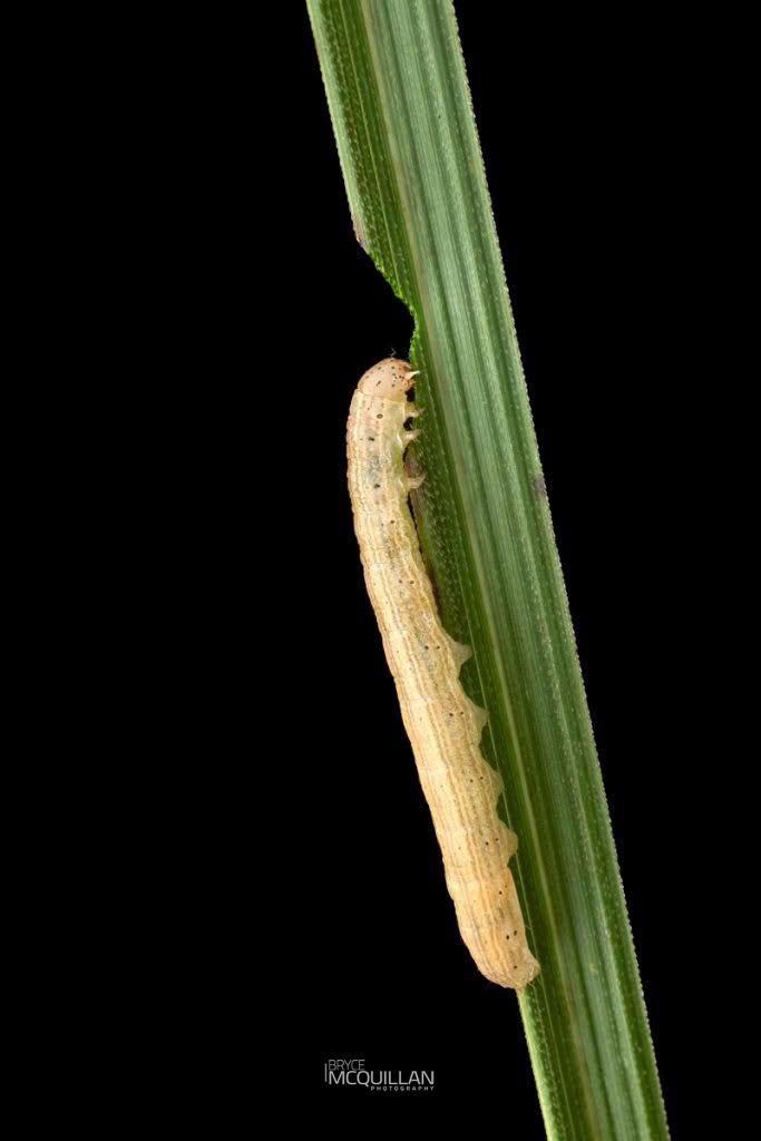 Flax notcher moth (Ichneutica steropastis), Noctuidae, photographed in New Zealand by Bryce McQuillan