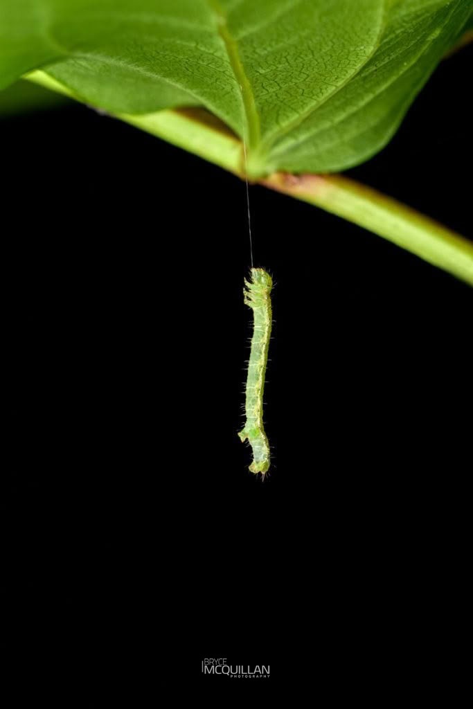 Flax notcher moth (Ichneutica steropastis), Noctuidae, photographed in New Zealand by Bryce McQuillan