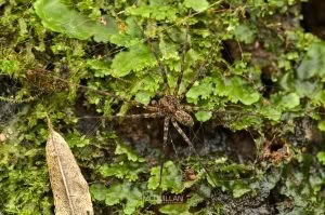 Cycloctenus sp, Cycloctenidae, photographed in New Zealand by Bryce McQuillan