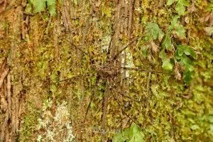 Cycloctenus sp, Cycloctenidae, photographed in New Zealand by Bryce McQuillan