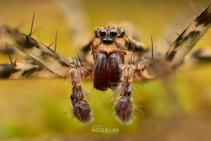 Cycloctenus sp, Cycloctenidae, photographed in New Zealand by Bryce McQuillan