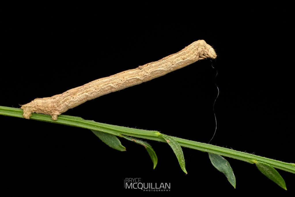 Flax notcher moth (Ichneutica steropastis), Noctuidae, photographed in New Zealand by Bryce McQuillan