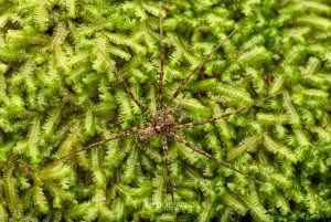 Cycloctenus sp, Cycloctenidae, photographed in New Zealand by Bryce McQuillan