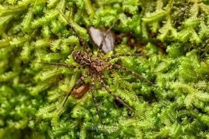 Cycloctenus sp, Cycloctenidae, photographed in New Zealand by Bryce McQuillan