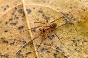 Artoria hospita, Lycosidae, photographed in New Zealand by Bryce McQuillan