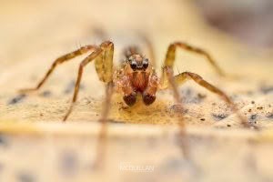 Artoria hospita, Lycosidae, photographed in New Zealand by Bryce McQuillan