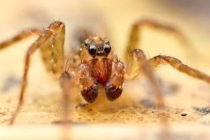 Artoria hospita, Lycosidae, photographed in New Zealand by Bryce McQuillan
