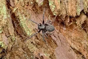 Badumna spp, Desidae, photographed in New Zealand by Bryce McQuillan