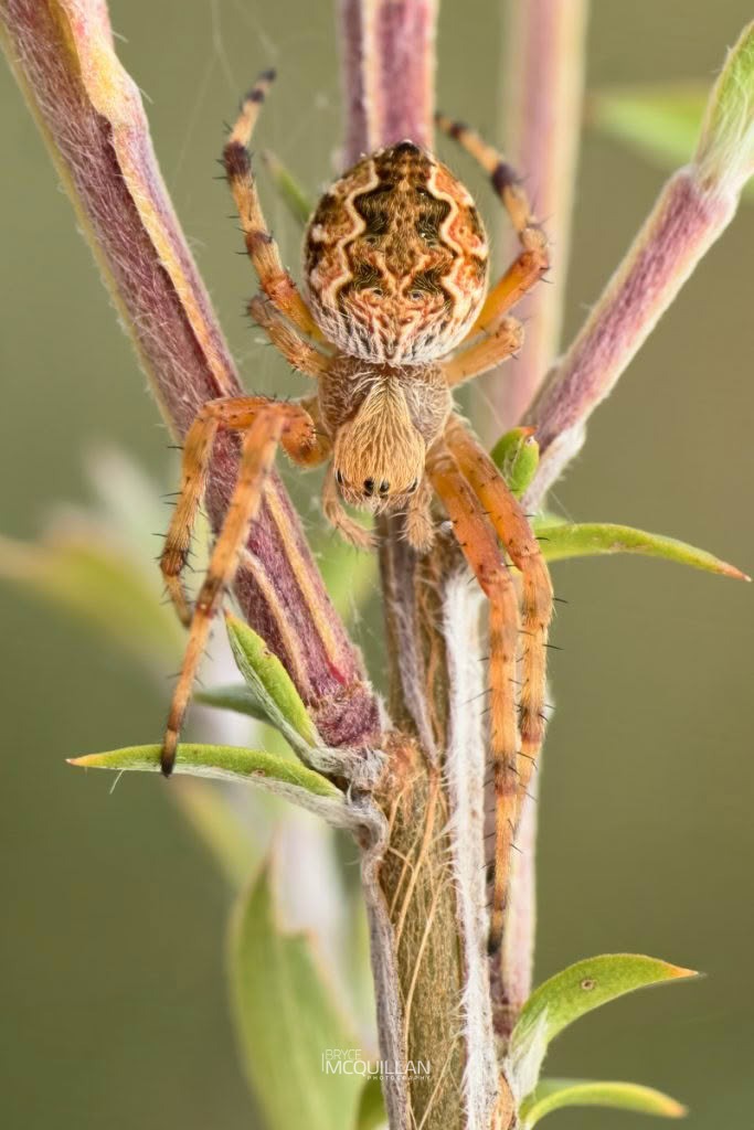 Salsa fuliginata, photographed in New Zealand by Bryce McQuillan