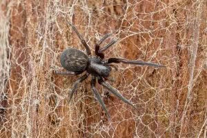 Badumna spp, Desidae, photographed in New Zealand by Bryce McQuillan