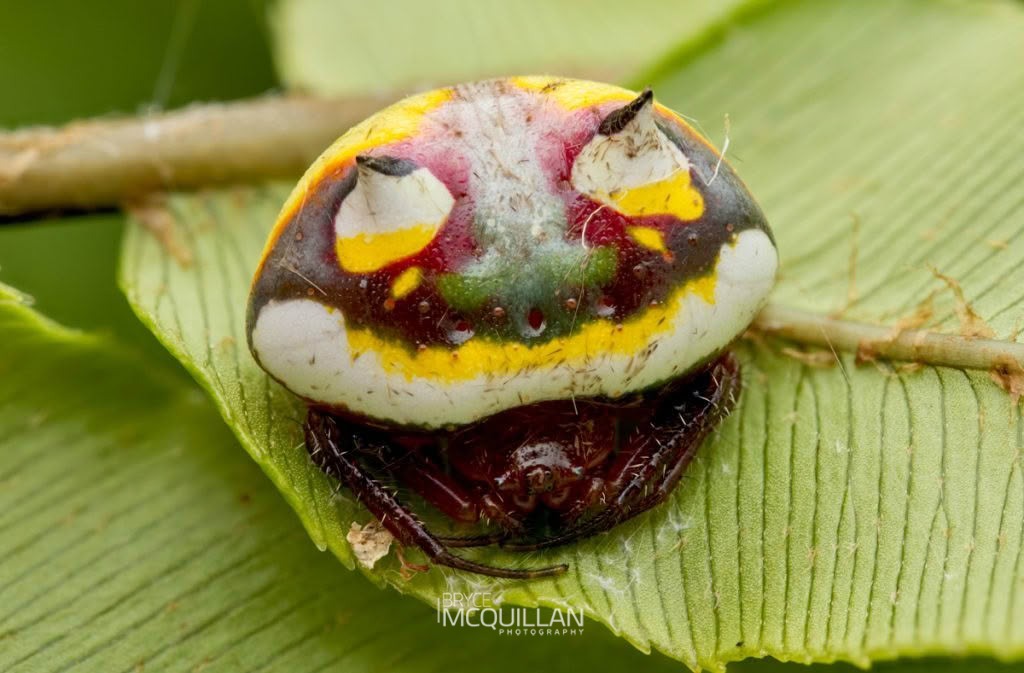 Poecilopachys australasia, photographed in New Zealand by Bryce McQuillan