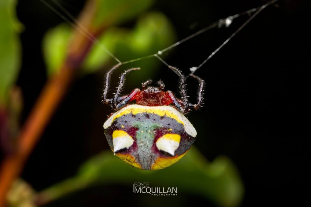 Poecilopachys australasia, photographed in New Zealand by Bryce McQuillan