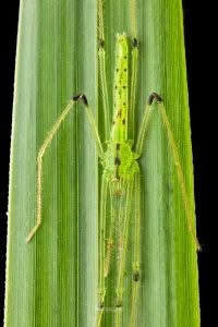 Ischalea spinipes, Desidae, photographed in New Zealand by Bryce McQuillan