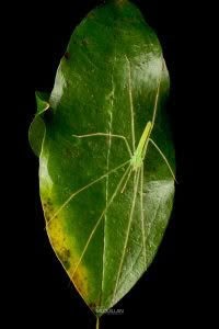 Ischalea spinipes, Desidae, photographed in New Zealand by Bryce McQuillan