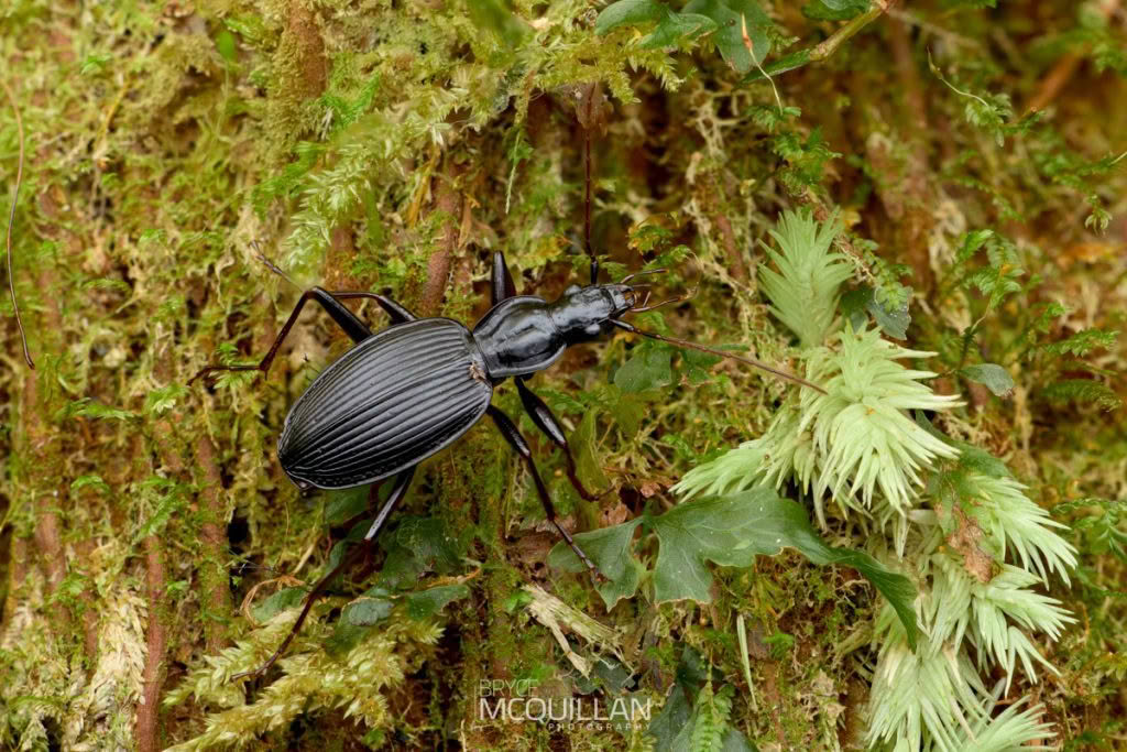 New Zealand Beetles, Carabidae, photographed in New Zealand by Bryce McQuillan