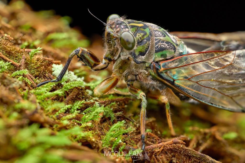 New Zealand Cicadas, photographed in New Zealand by Bryce McQuillan
